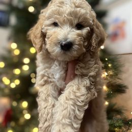 Peanut - Apricot male Aussiedoodle puppy in Nephi, Utah from Peachydoodlepups