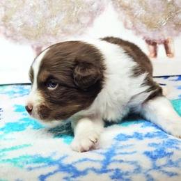 Boy 1 - male Australian Shepherd puppy in Cripple Creek, Colorado from Laughing Crow Aussies