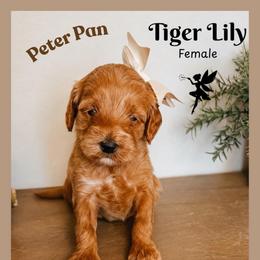 Tiger Lily - Red  female Goldendoodle puppy in Hilton, New York from The House of Goldendoodle