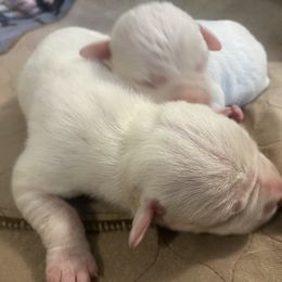 Male 1 - White male Dogo Argentino puppy in Winter Haven, Florida from Wayward’s Dogos and Spellbound Greyhounds
