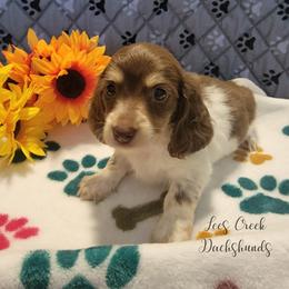 Mocha - Piebald female Dachshund puppy in Leesburg, Ohio from Lees Creek Dachshunds