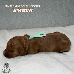 Ember - Red  female Goldendoodle puppy in Palmetto Bay, Florida from SOMIDOODLES