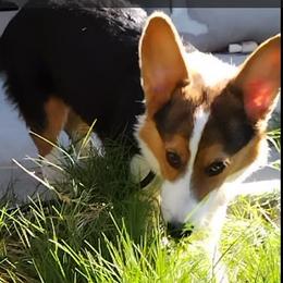 Dona - Pembroke Welsh Corgi