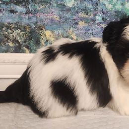 Tess - Black and white female Shih Tzu puppy in Richmond, Missouri from Natalie's Happy Fur Paw Shih-Tzues and More