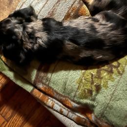 Ted - Dapple male Dachshund puppy in Harriet, Arkansas from B&K Dachshunds