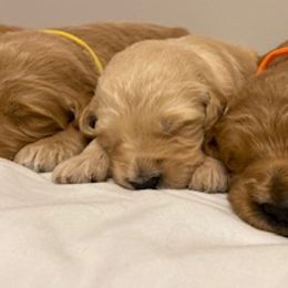 Goldendoodle Puppies from Knox Family Goldens & Doodles