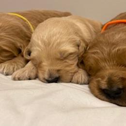 Goldendoodle Puppies from Knox Family Goldens & Doodles