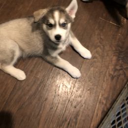 Girl 3 - Gray and white Siberian Husky puppy in Lafayette, Louisiana from Home Grown Huskies
