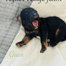 Green - Black and tan male Cavapoo puppy in White Sulphur Springs, West Virginia from Ryder Ridge Farm