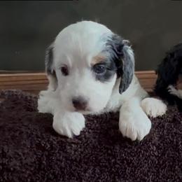 Winter - Black and white male Bernedoodle puppy in Atlanta, Georgia from RockaDoodles