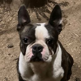 Buster - Boston Terrier