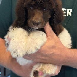 Tux girl - Parti female Poodle puppy in Wentworth, South Dakota from PaintersPreciousPoodles