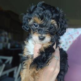 Neptune - Black tri-color male Aussiedoodle puppy in Prescott Valley, Arizona from Ramirez Family Doodles