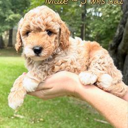 Joe - Cream male Goldendoodle puppy in Hamilton, Alabama from Sweet Doodles of Alabama