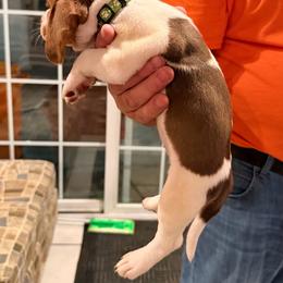 Girl 3 - Blue tan and white female Beagle puppy in Plainfield, Wisconsin from I Wanna Hunt Too