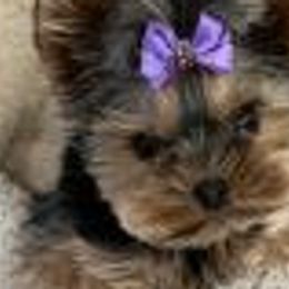 French Bulldogs and Yorkshire Terriers from Bend OR French Bulldogs