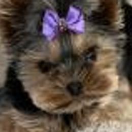 French Bulldogs and Yorkshire Terriers from Bend OR French Bulldogs