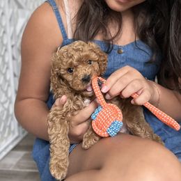 Buddy - Red male Cavapoo puppy in Aiken, South Carolina from Cavapoos of the Carolinas