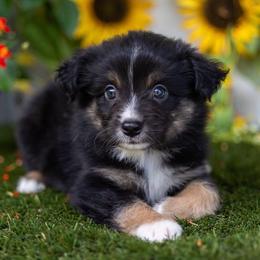 Patriot - Black tri male Miniature Australian Shepherd puppy in Granbury, Texas from Texas Miniature Aussies
