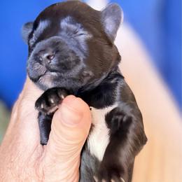 Charlie Black boy white strip chest ESA lines Pending eye color - Black male Miniature Schnauzer puppy in Temple, Texas from Schnauzers Of Taylor