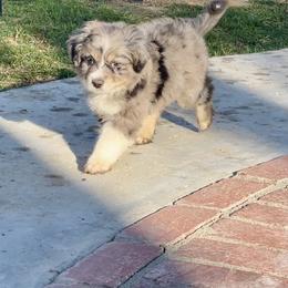 Miniature Australian Shepherd Puppies from DLT MiniAussie