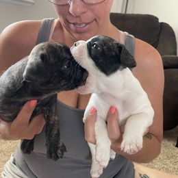French Bulldog Puppies from Peek Frenchie Babies