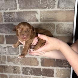 Green Collar - Caramel female Australian Labradoodle puppy in Decatur, Alabama from Southern Meadows Doodles