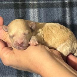 Benji - Apricot male Maltipoo puppy in Alexander, Arkansas from Durham's Designer Poos