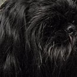 Jack - Shih Tzu
