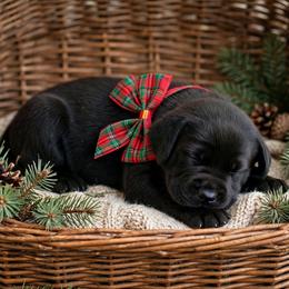 Sigi - Black female Labrador Retriever puppy in Peru, Indiana from Harvest Moon Farms - Indiana English Cream Golden Retrievers