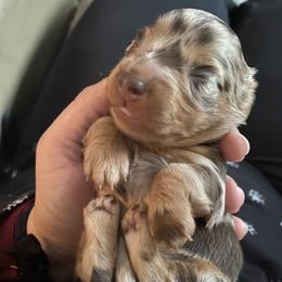 Dachshund Puppies from Doxie Dapples