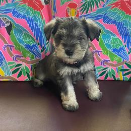Miniature Schnauzer Puppies from Beyond Blessed Pawz