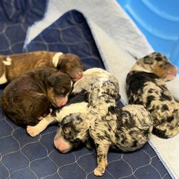 Bernedoodle and Goldendoodle Puppies from Harper’s Heartbeats
