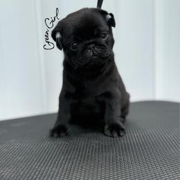 Green Girl - Black female Pug puppy in Punta Gorda, Florida from Lazuli Pugs