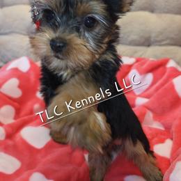 Maltese and Yorkshire Terrier Puppies from TLC Kennels TenderLittleCuties