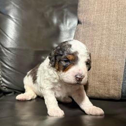 Titan - Blue merle male Bernedoodle puppy in Jim Falls, Wisconsin from Pup Paw-fection