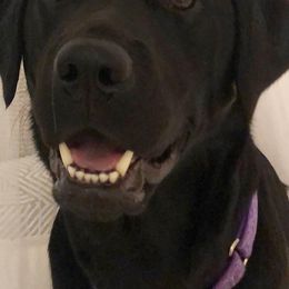 Labrador Retrievers from Super Duper Labradors