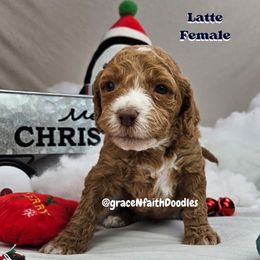 Goldendoodle and Labradoodle Puppies from Grace N Faith Doodles