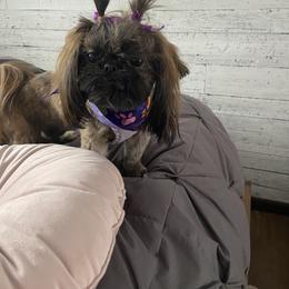Shih Tzu Puppies from Margaret Szegda