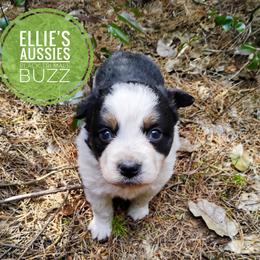 Buzz - Black tri male Miniature Australian Shepherd puppy in Kettle Falls, Washington from Ellie's Miniature Australian Shepherds