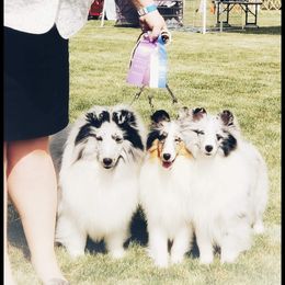 Collie and Shetland Sheepdog All Grown Up from Zandria Collies and Shetland Sheepdogs