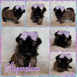 Sugarplum - Sable female Shih Tzu puppy in Yelm, Washington from Lala's All Star Shih Tzu