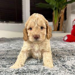 Baxter - Buff male Cockapoo puppy in Queens, New York from The 2 Musketeers_Cockapoos