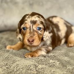 Frankie - Dapple female Dachshund puppy in Queen Creek, Arizona from Jolly Rogers Dachshunds