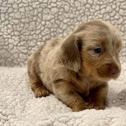 Dachshund Puppies from JK Kennel