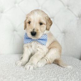 Tonka - Cream male Goldendoodle puppy in Sterling, Illinois from Charley's Goldendoodles