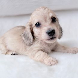 Luke 6th pictured in the group - Cream male Dachshund puppy in Richmond, Virginia from Irresistible Dachshunds & Cavaliers