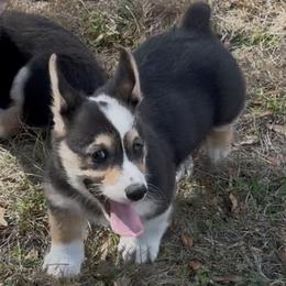 AKC puppy - Black and tan male Pembroke Welsh Corgi puppy in Summerfield, Florida from Promise Land Farm