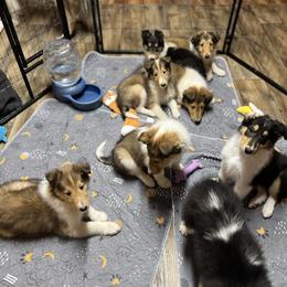 Collie Puppies from Jolly Collies