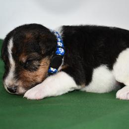 Tucker - White black and tan male Wire Fox Terrier puppy in Draper, Virginia from Shady Oaks WFT